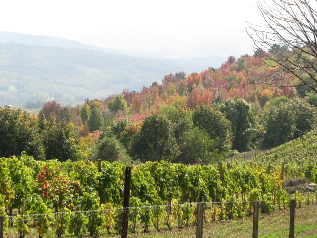Autumn colours over the vineyards and woods of Oplenac hill
