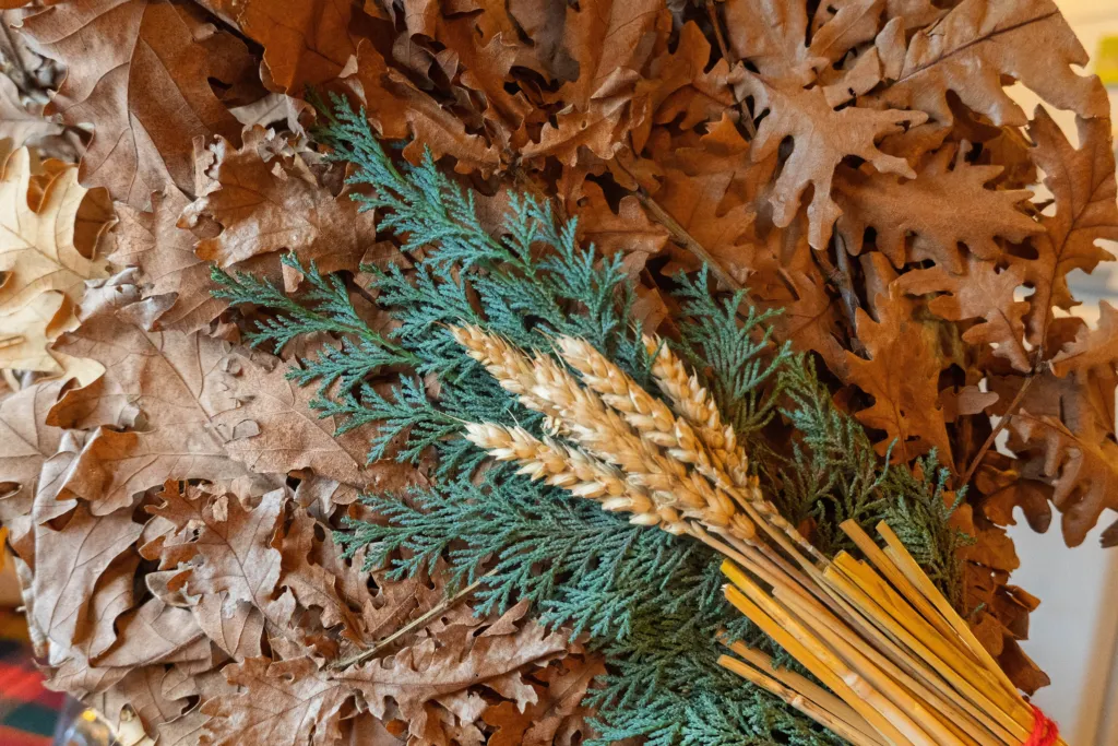 Dry oak leaves and wheat ears of the badnjak, the Serbian Christmas Eve branch