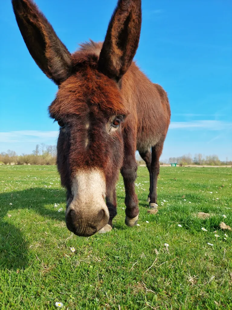 A curious Balkan donkey on the pasture of the Zasavica reserve