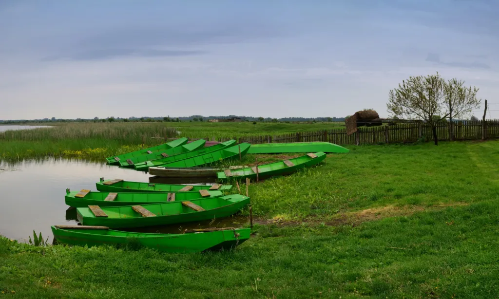 Green wooden boats moored on the bank of the Zasavica river