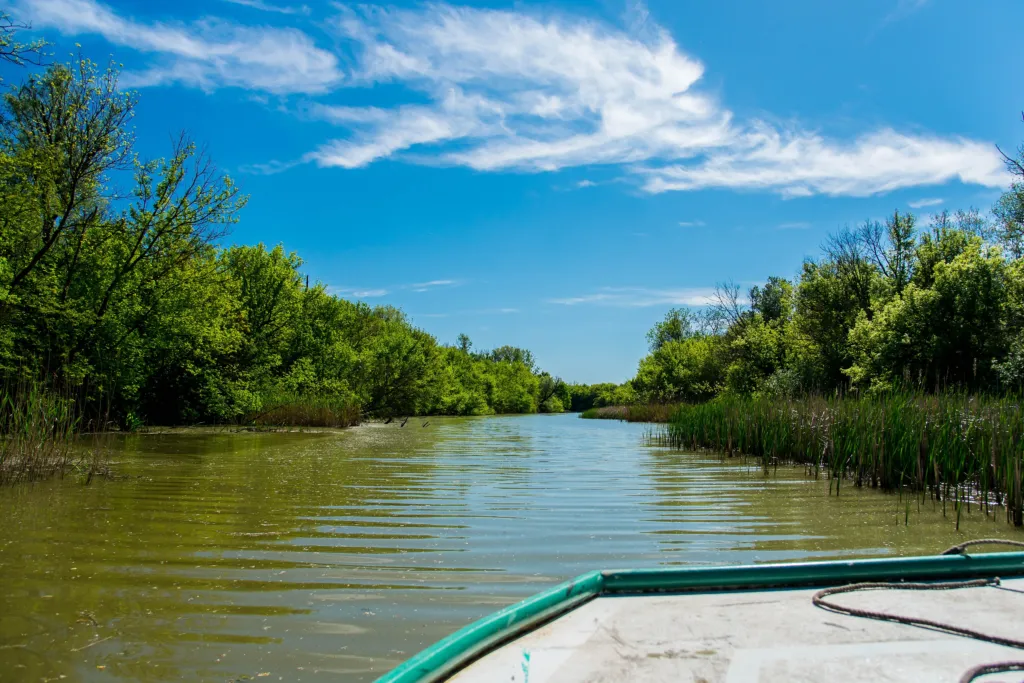 A quiet channel through the reeds and willows of the Carska bara reserve