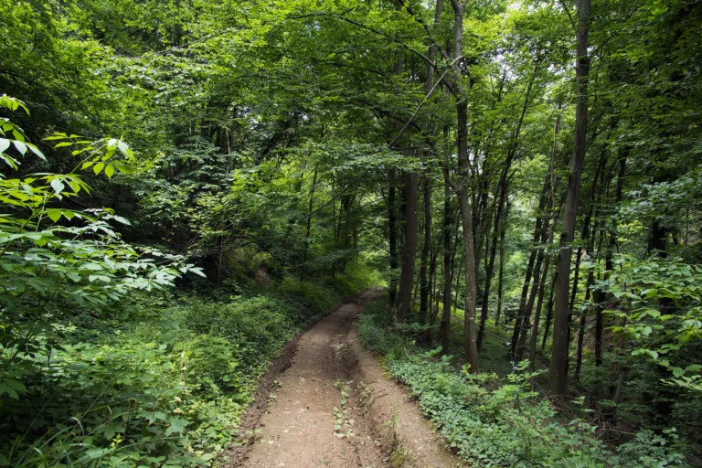 A walking trail through the deciduous forest of Fruška Gora National Park
