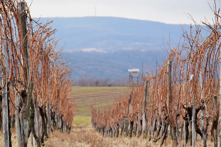 Rows of vines on a Fruška Gora slope with the plain beyond