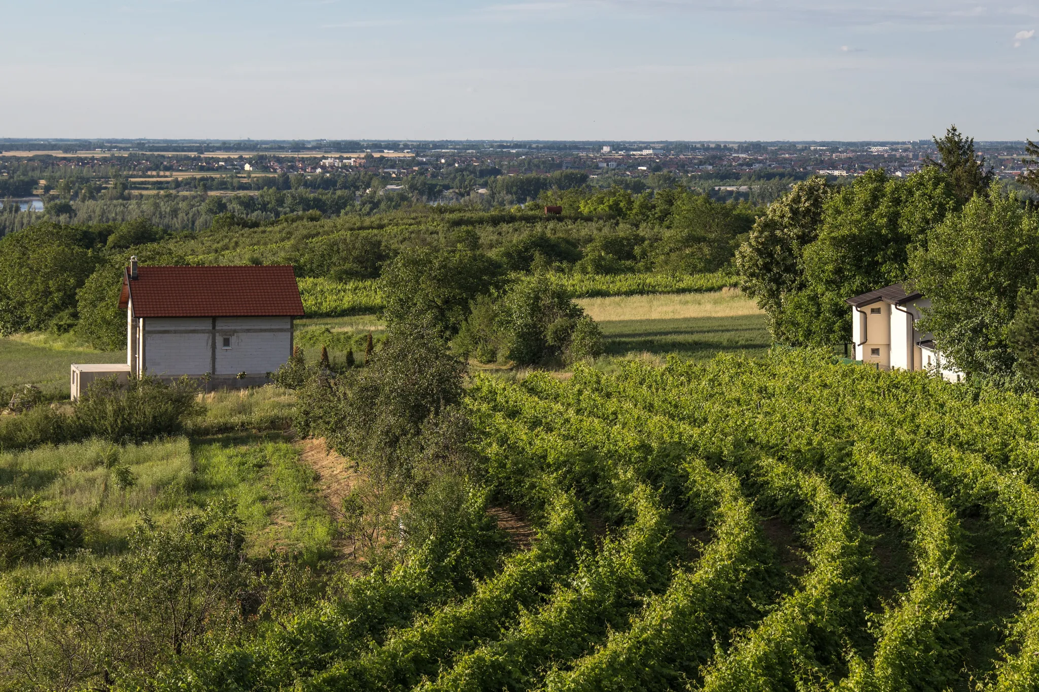 Terraced vineyards and small cellar houses on the Fruška Gora slopes above the Danube plain