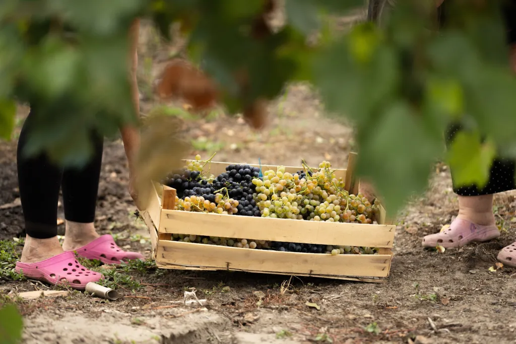 A wooden crate of freshly picked red and white grapes between the vines at harvest time