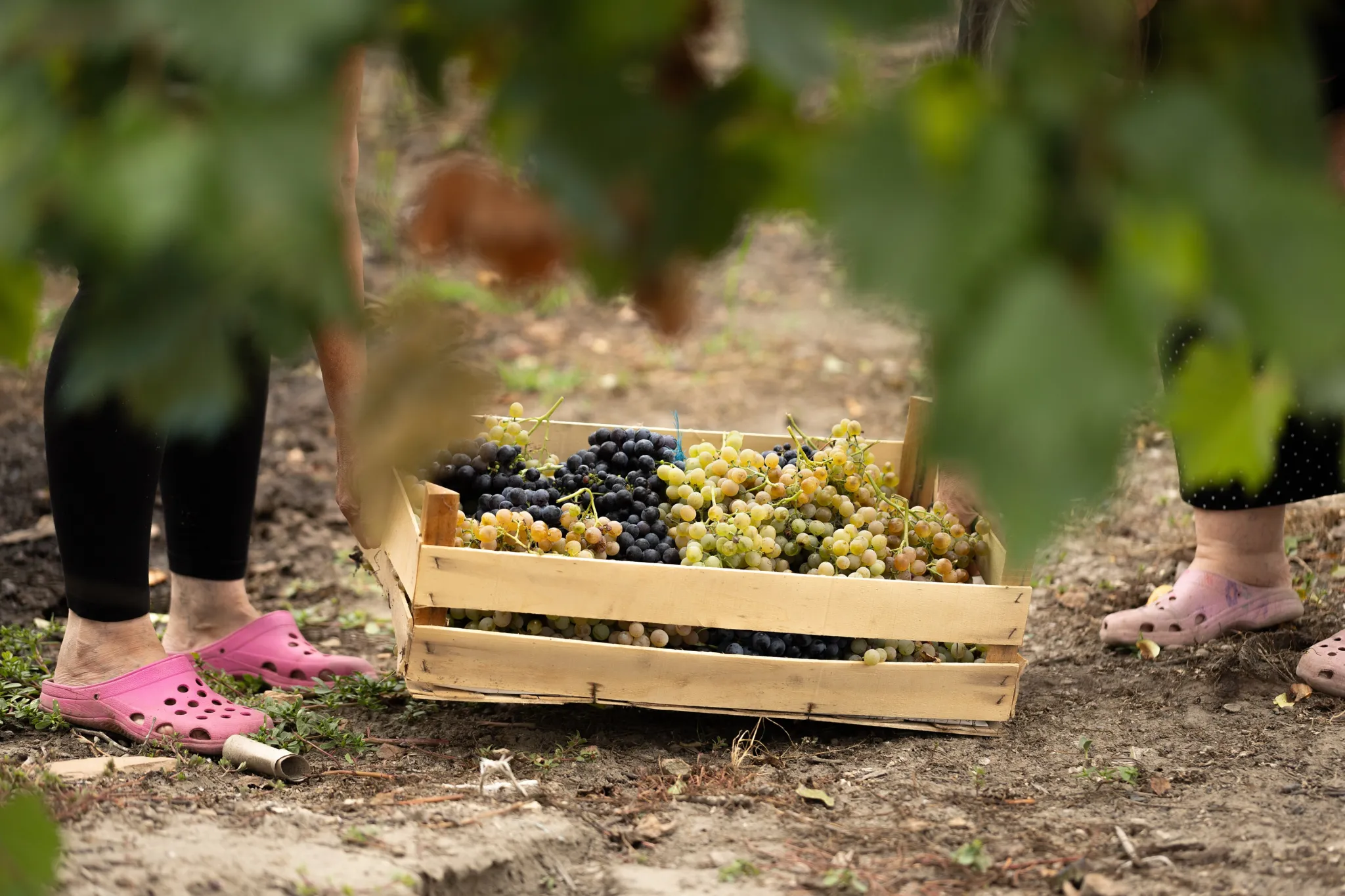 A wooden crate of freshly picked red and white grapes between the vines at harvest time
