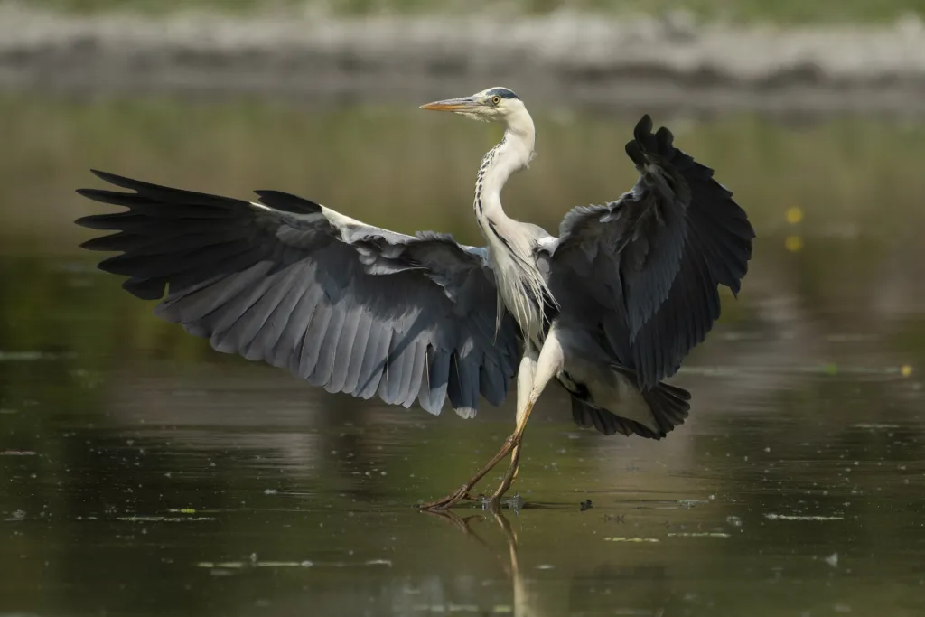 A grey heron spreading its wings in the shallow water of Carska bara