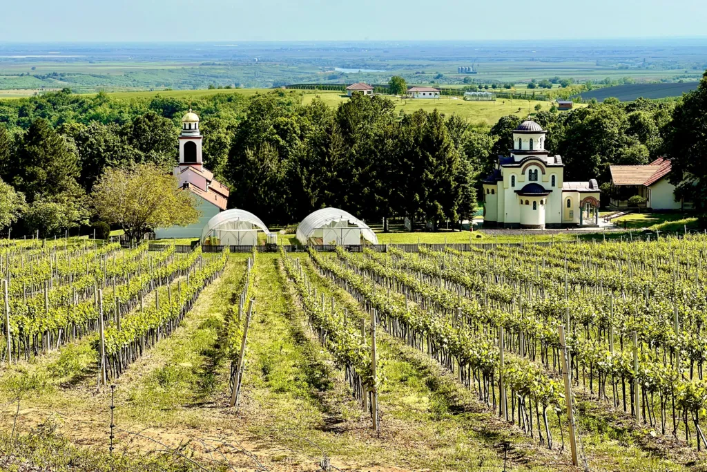 Rows of vines in front of Grgeteg monastery on the slopes of Fruška Gora
