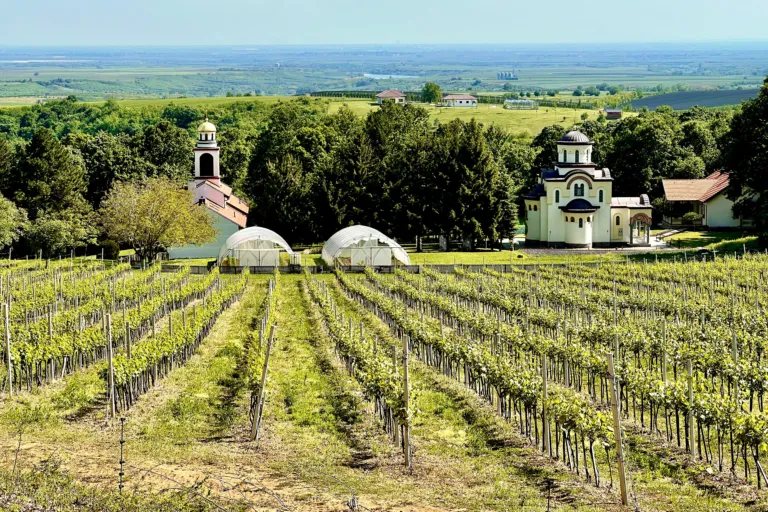 Rows of vines in front of Grgeteg monastery on the slopes of Fruška Gora