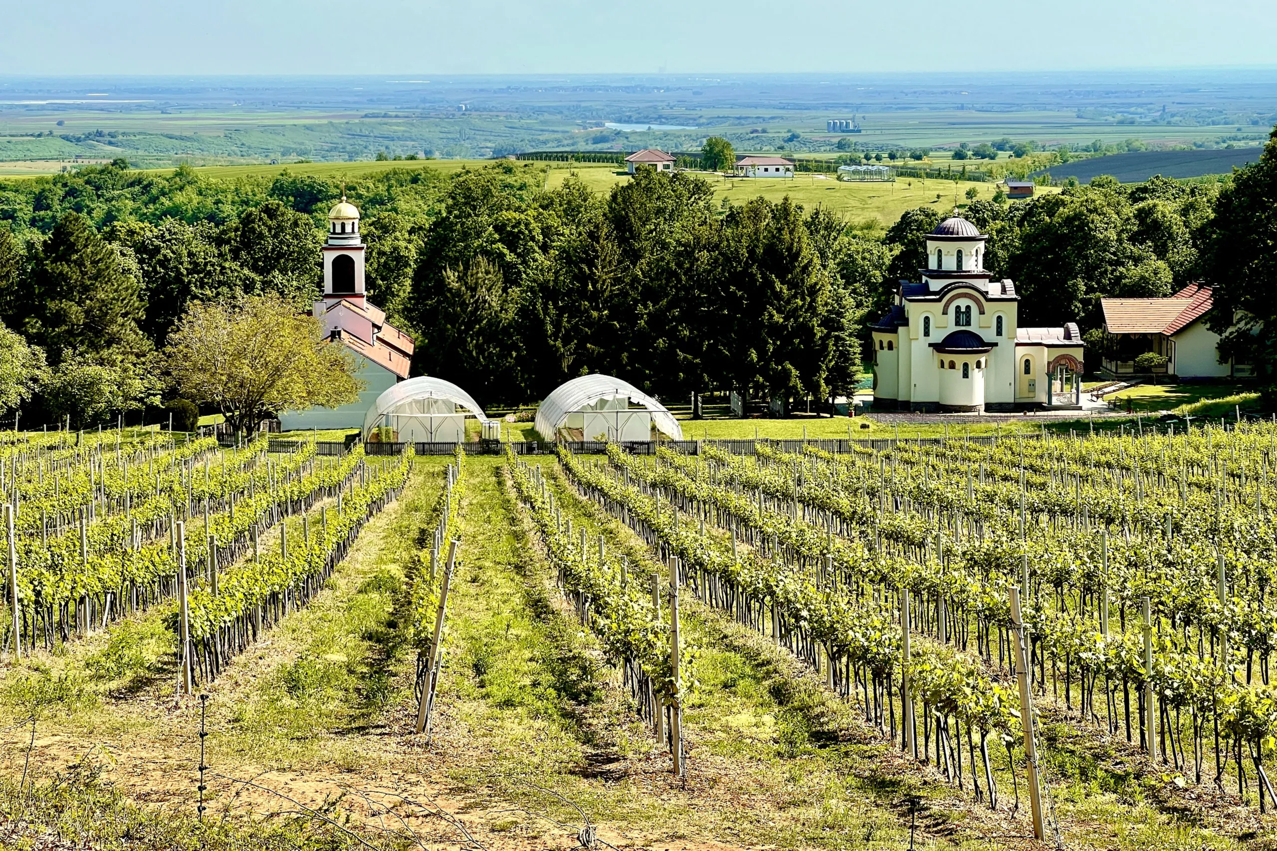 Rows of vines in front of Grgeteg monastery on the slopes of Fruška Gora