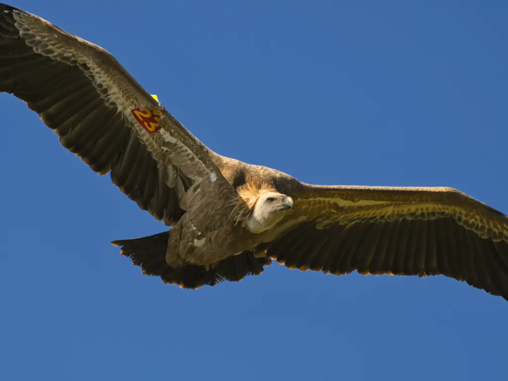 A griffon vulture gliding with outstretched wings against a blue sky