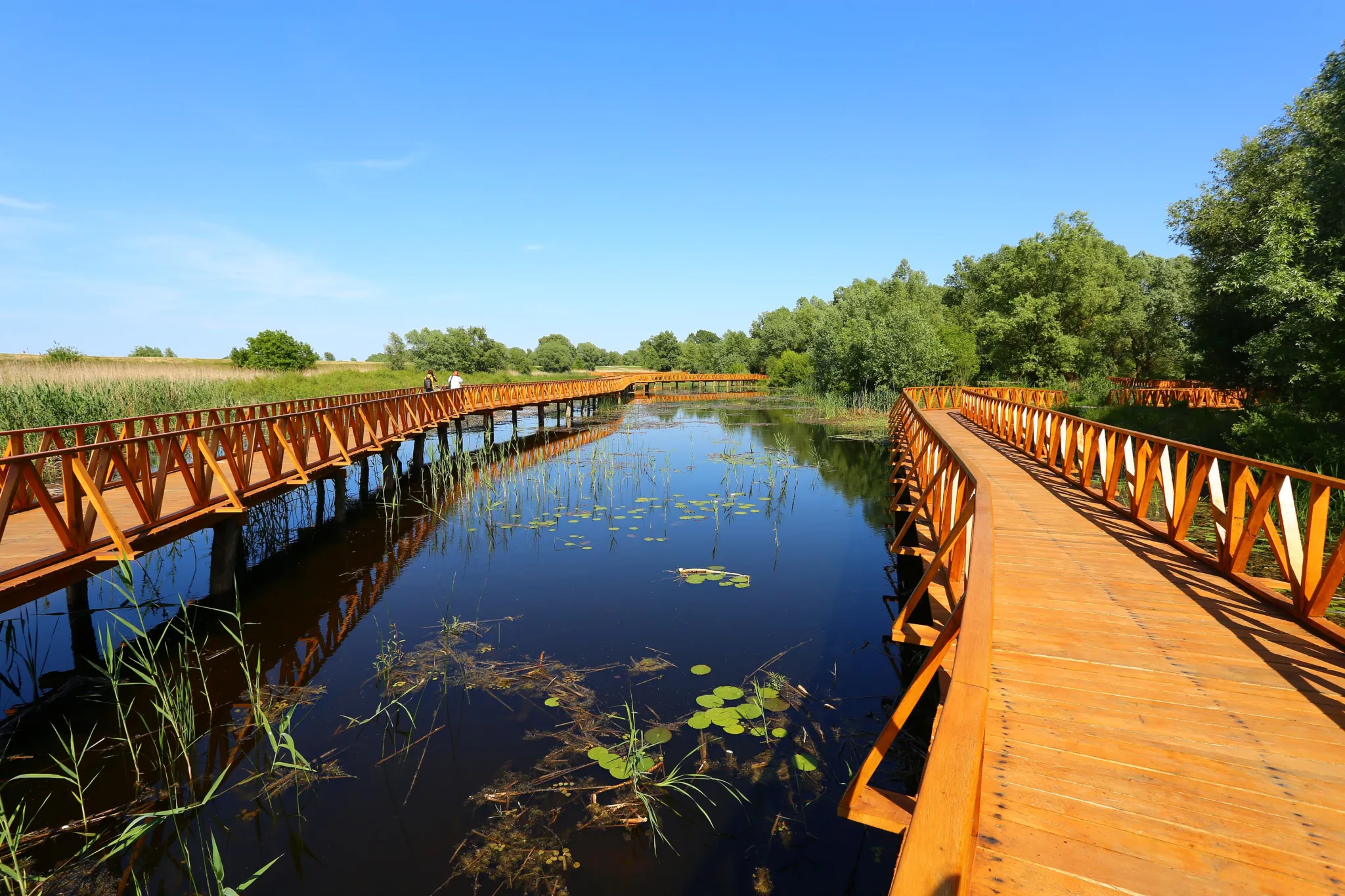 A wooden boardwalk crossing the wetland of Kopački Rit Nature Park