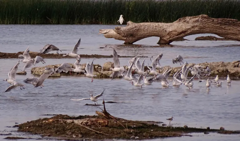 Waterbirds on a fallen tree in the Labudovo okno wetland on the Danube