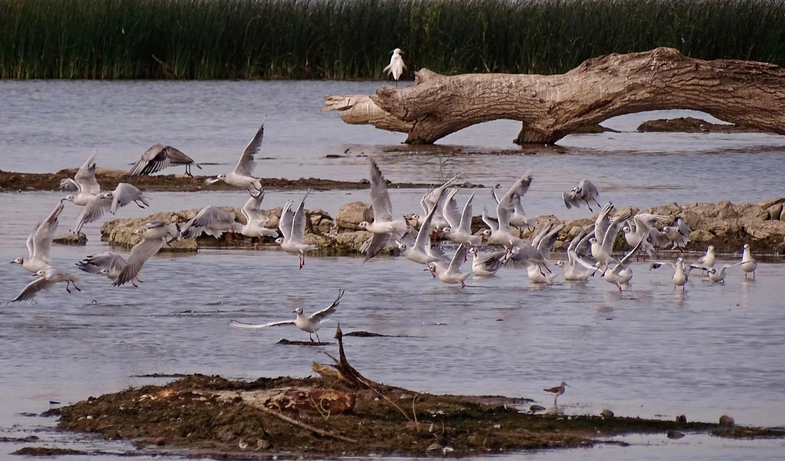 Waterbirds on a fallen tree in the Labudovo okno wetland on the Danube