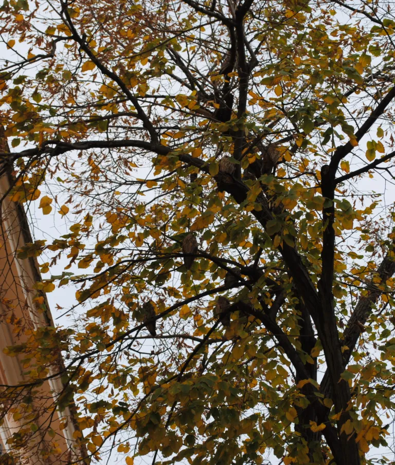 Long-eared owls roosting in a tree in the centre of Kikinda