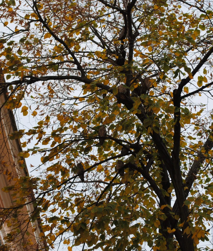 Long-eared owls roosting in a tree in the centre of Kikinda
