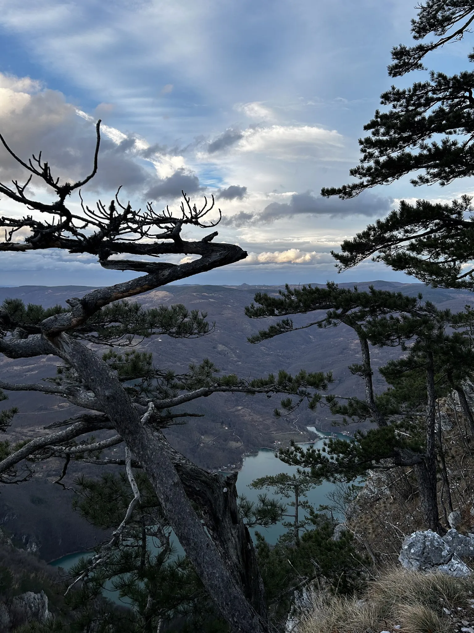 A twisted pine framing the Drina canyon from a cliff in Tara National Park
