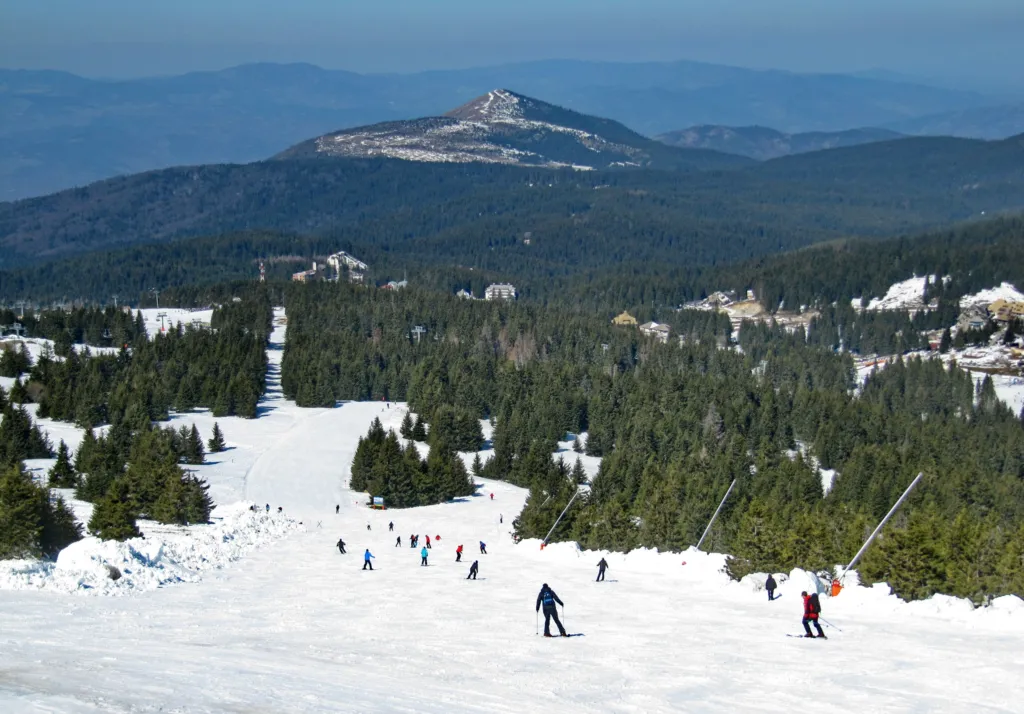 Ski runs cut through the spruce forest of Kopaonik