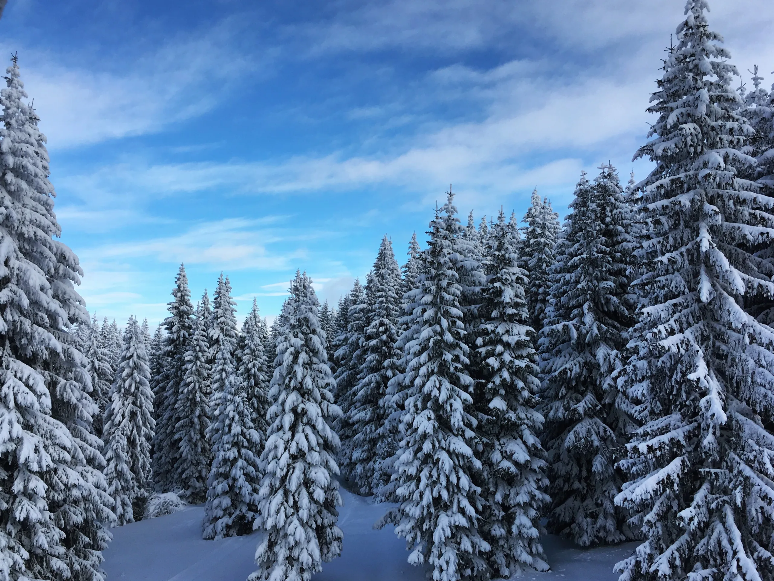 Spruce trees heavy with snow under a blue sky on Kopaonik