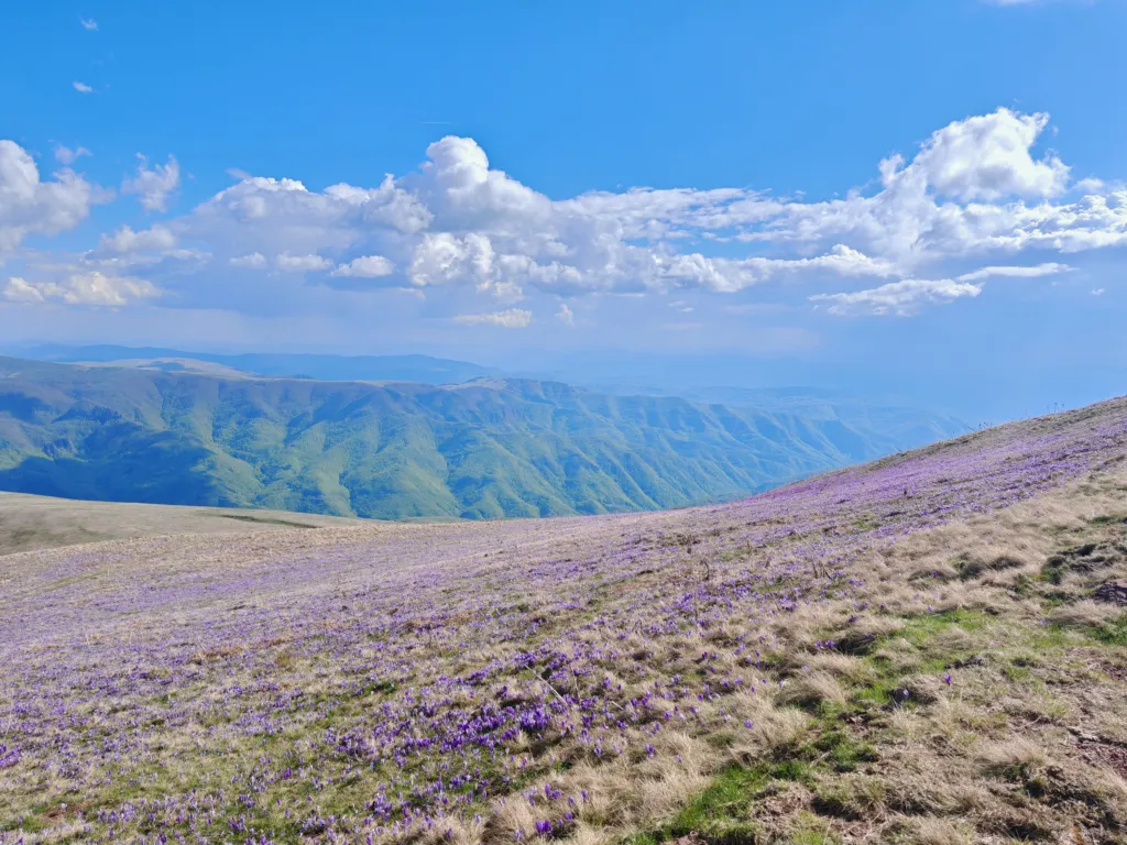 Purple crocuses covering the high meadows of Stara Planina above Topli Do