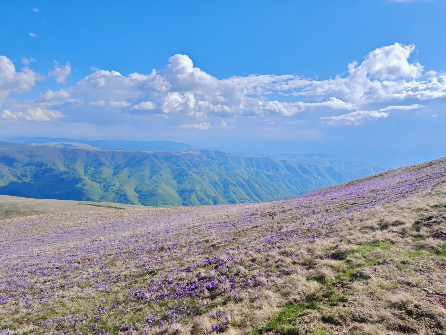 Purple crocuses covering the high meadows of Stara Planina above Topli Do