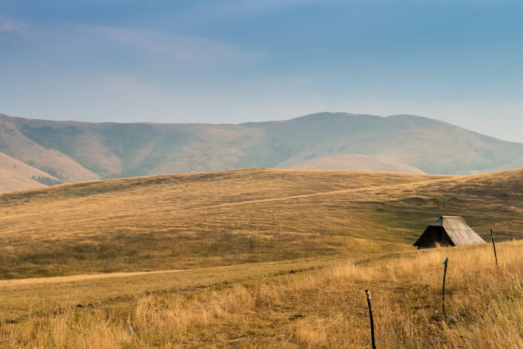 Golden summer grassland and a lone hut on the open hills of Zlatibor