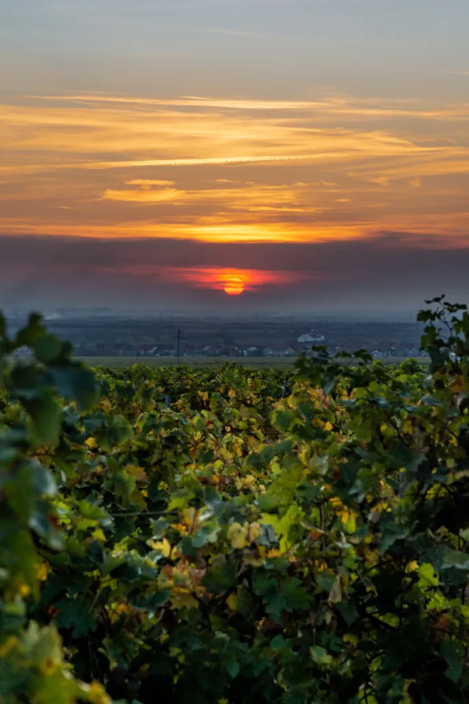 The sun setting over the plain beyond autumn vines in the Vršac vineyards