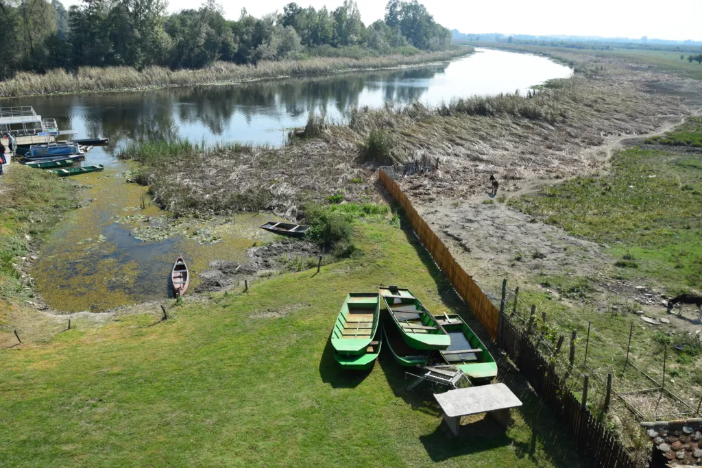 Green wooden boats on the bank of the Zasavica river in the nature reserve