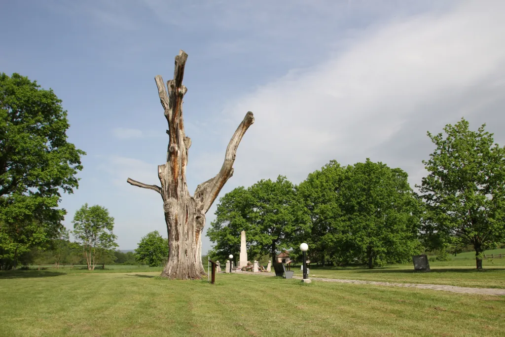 The weathered trunk of the protected old oak at Takovo, a natural monument in a green meadow