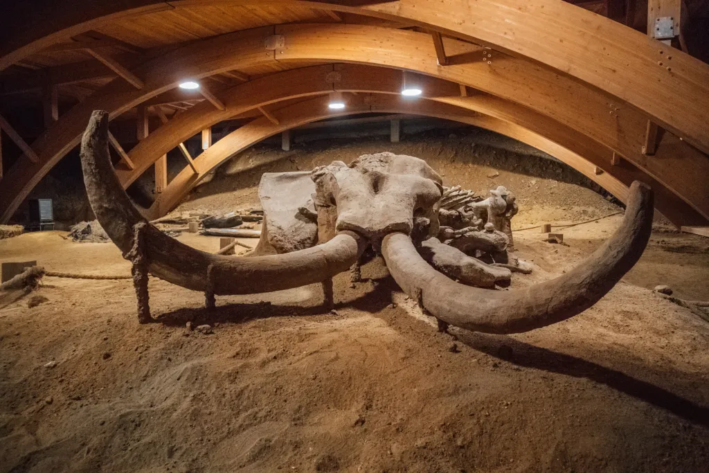 The skeleton of the female mammoth Vika displayed where it was found at Viminacium