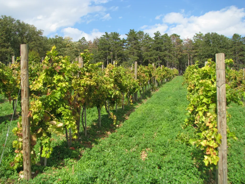 Ripening grapes on a vineyard row on Oplenac hill above Topola