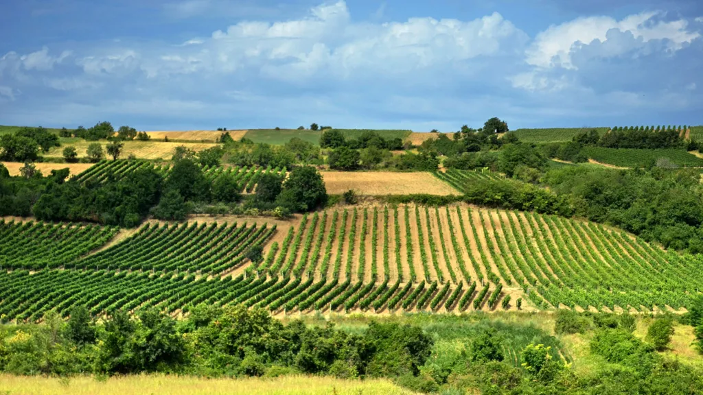 Rolling vineyards on the Fruška Gora slopes above Sremski Karlovci under a summer sky