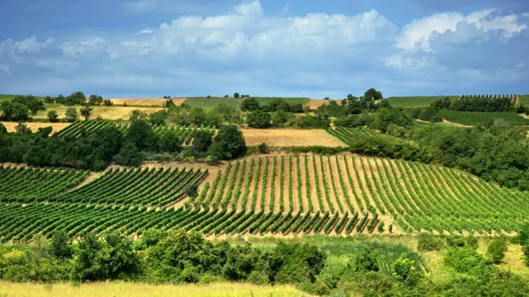 Rolling vineyards on the Fruška Gora slopes above Sremski Karlovci under a summer sky