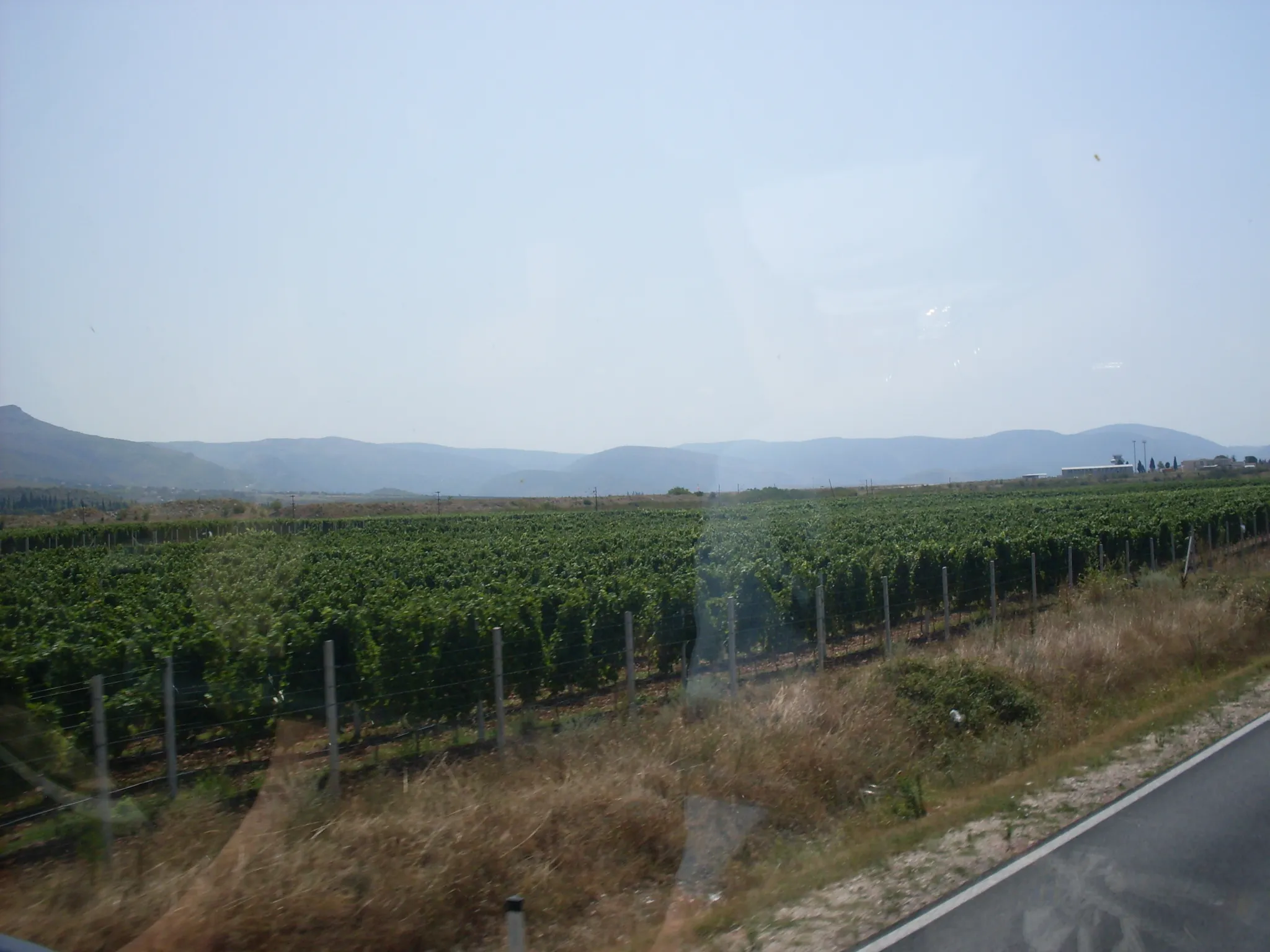 Vineyards in the Herzegovina countryside near Mostar
