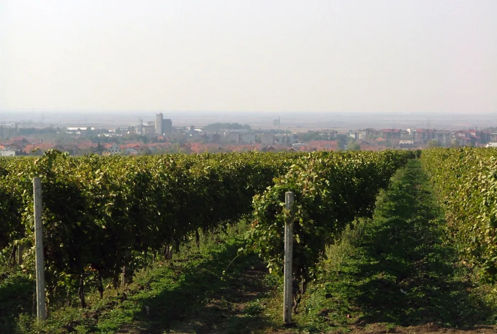 Rows of vines on the slopes of the Vršac hills with the town in the distance