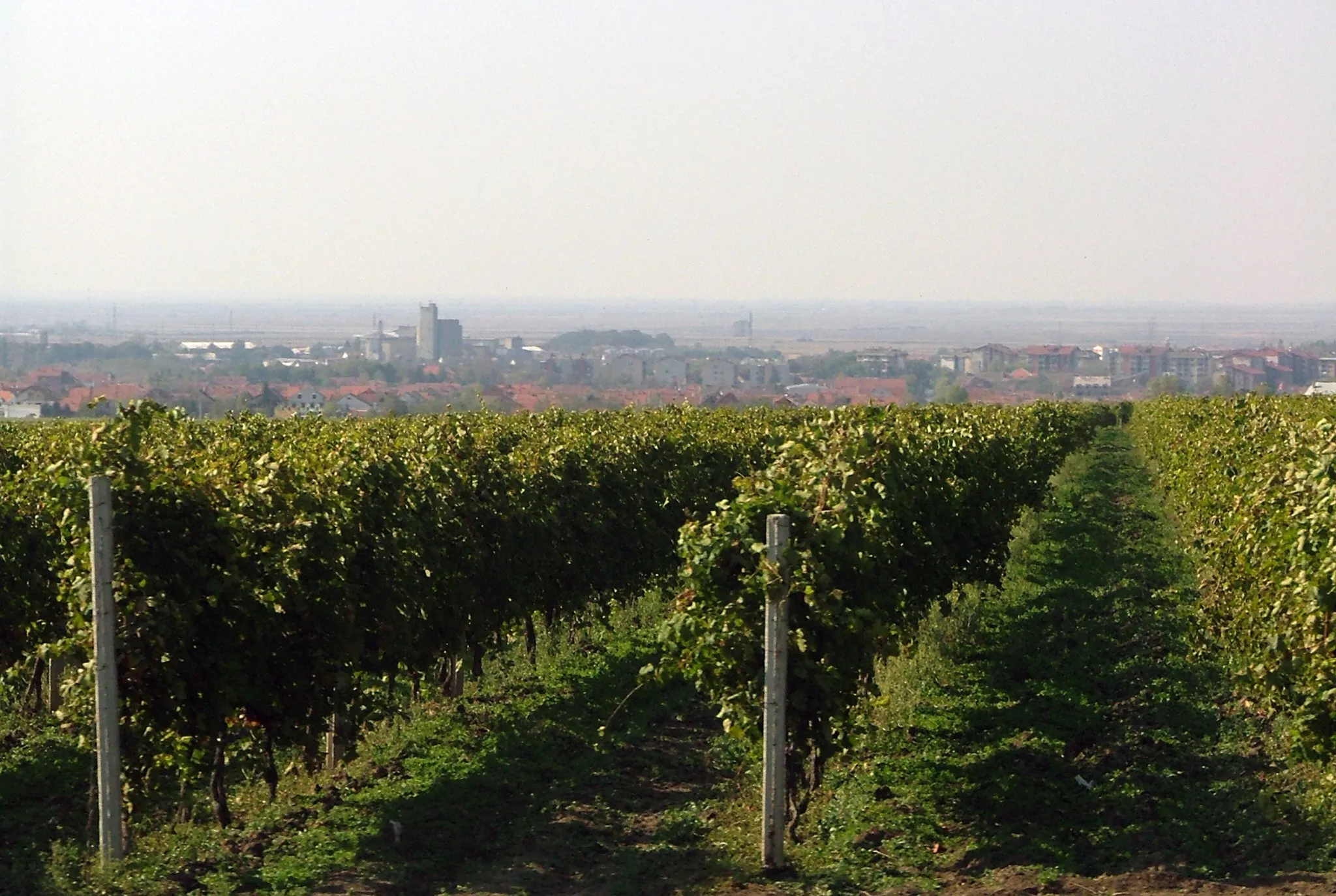 Rows of vines on the slopes of the Vršac hills with the town in the distance