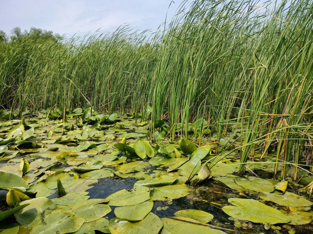 Water lilies and tall reeds on the still water of the Zasavica