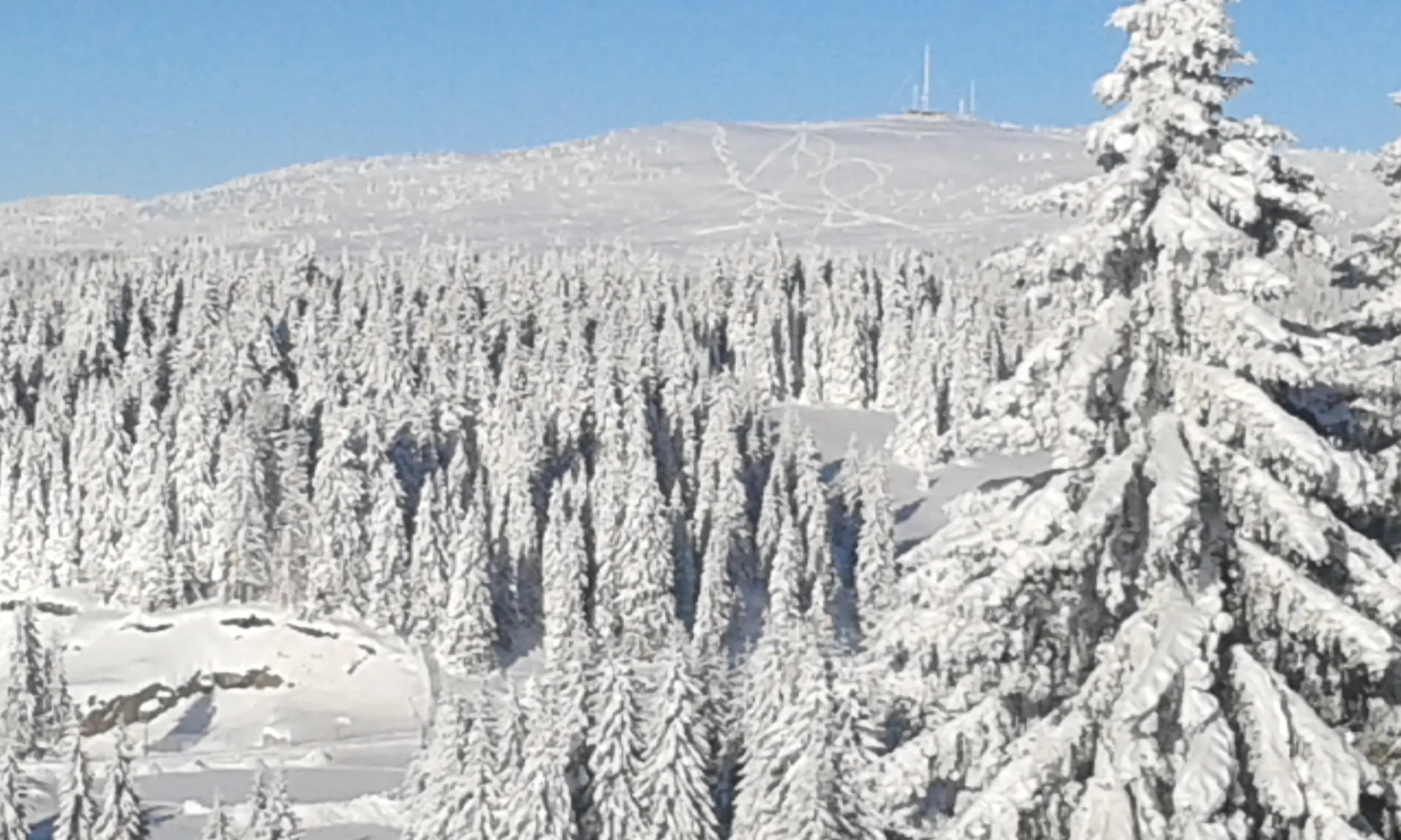 A frozen white forest on the high plateau of Kopaonik