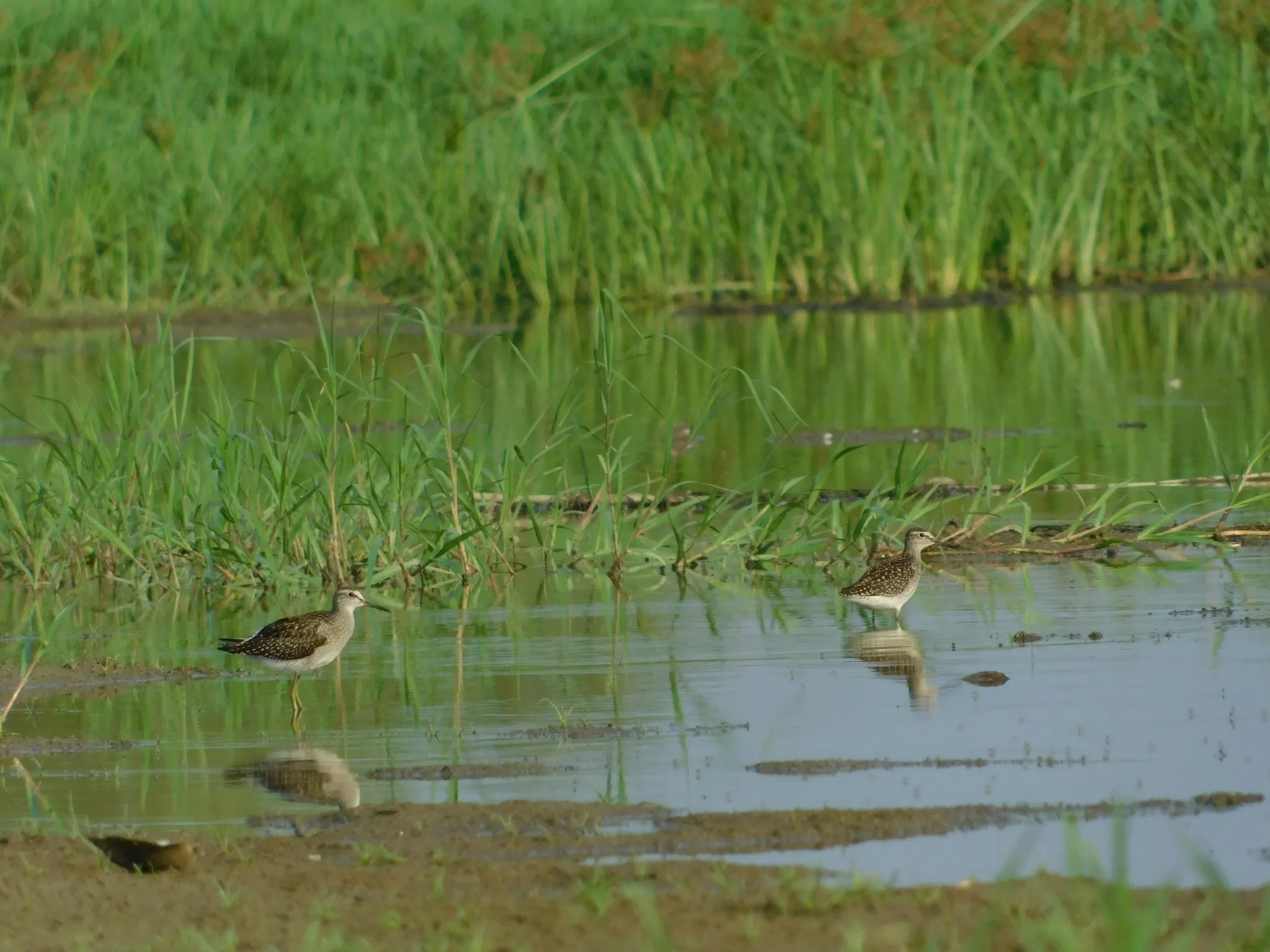 Wood sandpipers wading in shallow water in a Danube wetland