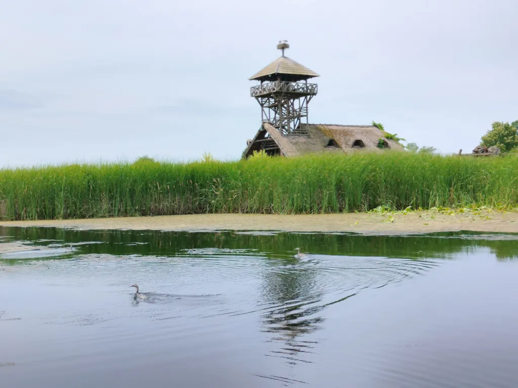 The timber lookout tower of the Zasavica reserve above reeds and open water