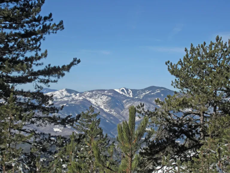 Snow-capped ridges seen between pines from Veliki Vlogor peak on Zlatibor
